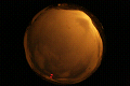 ASC_20071110_024412UT_s.png