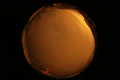 ASC_20071110_041042UT_s.png