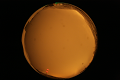 ASC_20071013_184250UT_s.png